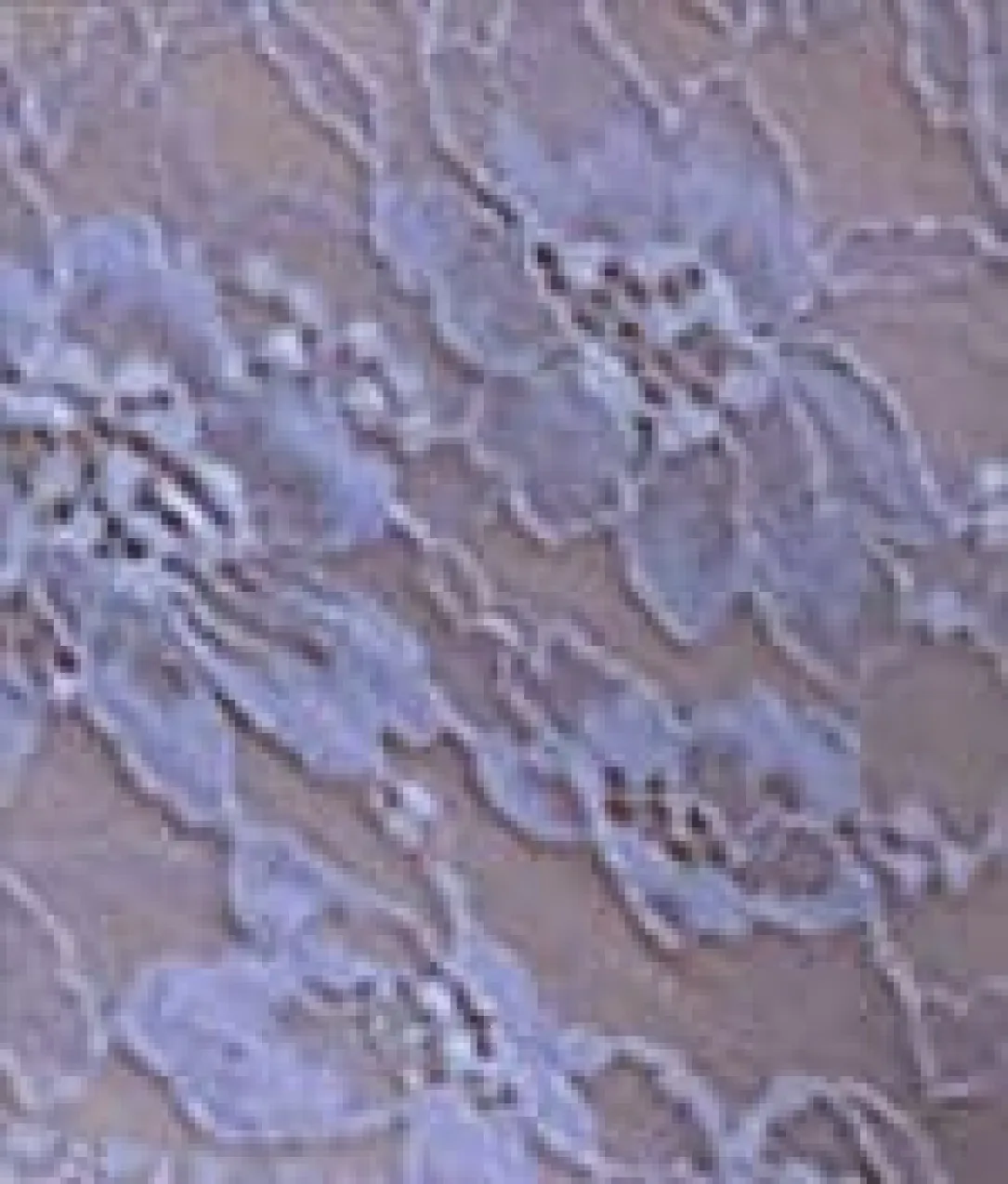 Lace Unlined Full Cup Bra